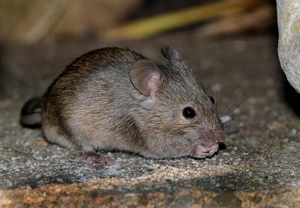 Basement Floor Coatings Can Prevent and Protect Against Pests Franklin, TN